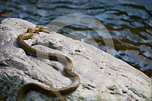 Japanese Rat Snake Bathing in the Sun-Elaphe climacophora