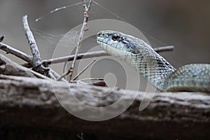 The Japanese rat snake (Elaphe climacophora) in Japan