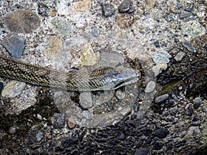 Japanese rat snake Elaphe climacophora beside a small river 1