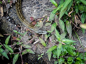 Japanese rat snake Elaphe climacophora beside a small river 3