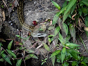 Japanese rat snake Elaphe climacophora beside a small river 4