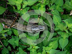 Japanese rat snake Elaphe climacophora beside a small river 5