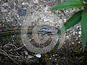 Japanese rat snake Elaphe climacophora beside a small river 7