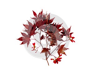 Japanese Red Autumn maple tree leaves isolated on white background.