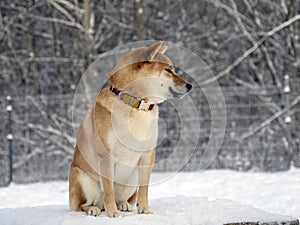 Japanese red coat dog is in winter forest. Portrait of beautiful Shiba inu playing on the snow