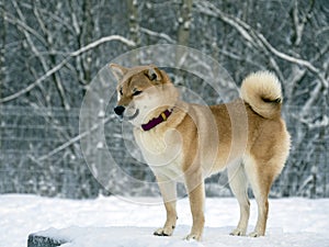 Japanese red coat dog is in winter forest. Portrait of beautiful Shiba inu playing on the snow