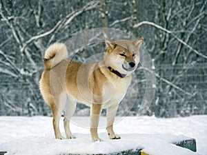 Japanese red coat dog is in winter forest. Portrait of beautiful Shiba inu playing on the snow