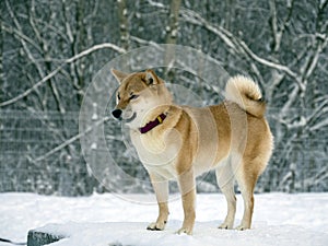 Japanese red coat dog is in winter forest. Portrait of beautiful Shiba inu playing on the snow