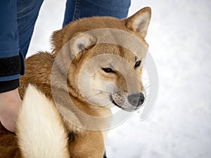 Japanese red coat dog is in winter forest. Portrait of beautiful Shiba inu playing on the snow