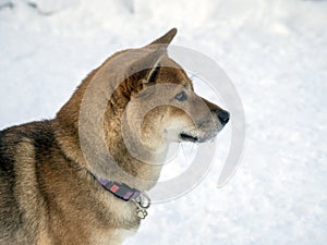 Japanese red coat dog is in winter forest. Portrait of beautiful Shiba inu playing on the snow