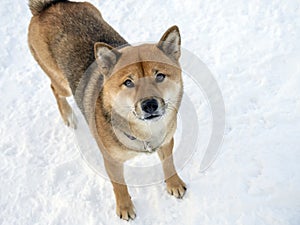 Japanese red coat dog is in winter forest. Portrait of beautiful Shiba inu playing on the snow