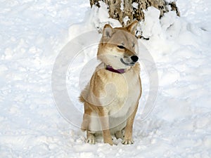 Japanese red coat dog is in winter forest. Portrait of beautiful Shiba inu playing on the snow