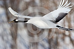 Japanese Red-Crowned Crane