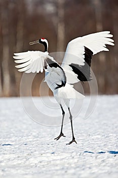 Japanese Red-Crowned Crane