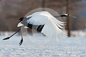 Japanese Red-Crowned Crane