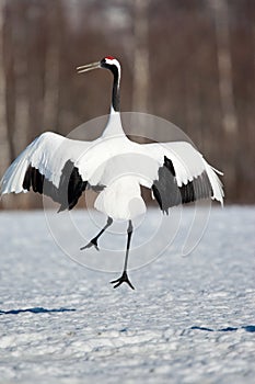 Japanese Red-Crowned Crane