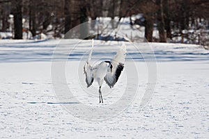 Japanese Red-Crowned Crane