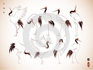 Japanese red-crowned crane birds in oriental style. Traditional Japanese ink wash painting sumi-e. Hieroglyphs -