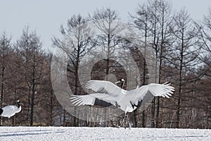 Japanese or Red-Crowned Crane Courtship Dance