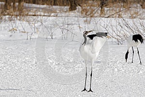 Japanese Red-Crowned Crane Finishing Courtship