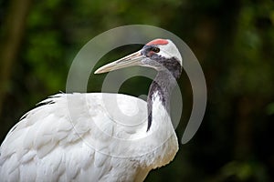 Japanese red-crowned crane, Grus japonensis