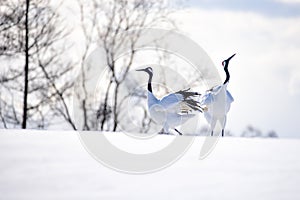 Japanese Red Crowned Crane on Snow Hill in Winter, Kushiro, Hokkaido, Japan