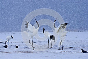 Japanese red-crowned cranes courting in winter, Japan