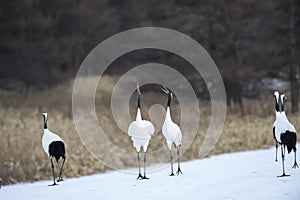 Japanese red crowned cranes, mating display