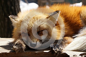 Japanese red fox sleeping on the wood