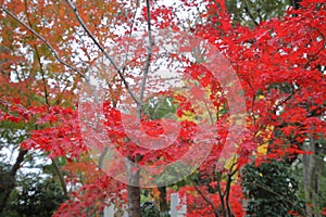 Japanese maple autumn leave Tokyo Japan