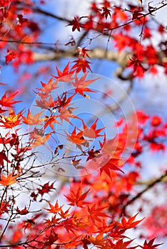 Japanese red maple leaf with blue sky background