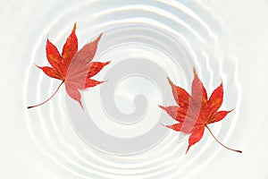 Japanese red maple leaf on white water ripple