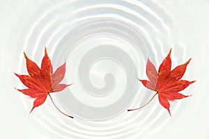 Japanese red maple leaf on white water ripple