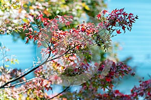 Japanese red maple leaves against the sky, use for background in japan autumn concepts. Close-up.