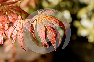 Japanese red maple leaves. Autumn fall season color.