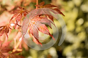 Japanese red maple leaves. Autumn fall season color.