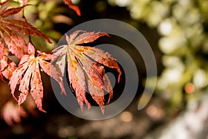 Japanese red maple leaves. Autumn fall season color.