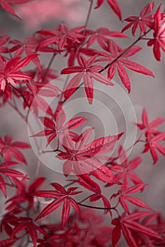 Japanese red maple leaves on a gray background. Natural seasonal banner with the main color trend 2023 Viva Magenta. Calm lovely