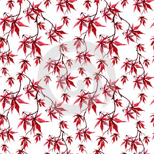 Japanese red maple leaves. Repeating pattern. Water color