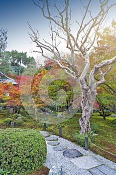 Japanese red maple tree during autumn in garden at Enkoji temple in Kyoto, Japan