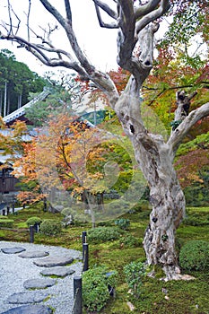 Japanese red maple tree during autumn in garden at Enkoji temple in Kyoto, Japan