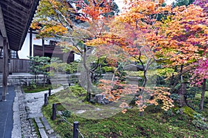 Japanese red maple tree during autumn in garden at Enkoji temple in Kyoto, Japan