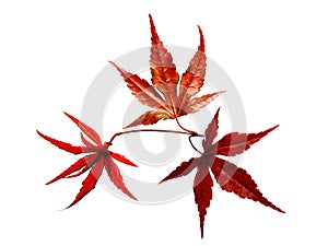 Japanese Red maple tree leaves
