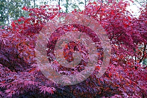 Japanese red maple tree photo