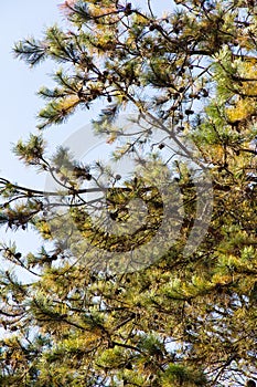 Japanese red pine