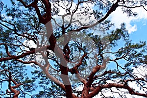 Red pine tree at Kyoto Gyoen National Garden