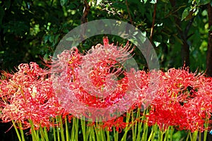 Japanese red spider lily or lycoris radiata flower in the park