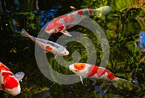 Japanese red and white koi carp fish in a temple pond