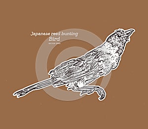The Japanese reed bunting or ochre-rumped bunting is a species of bird in the family Emberizidae. Hand draw sketch vector photo