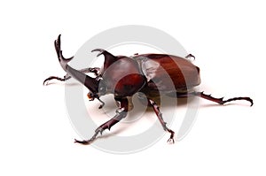 Japanese rhinoceros beetle